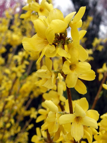 Forsythia suspensa