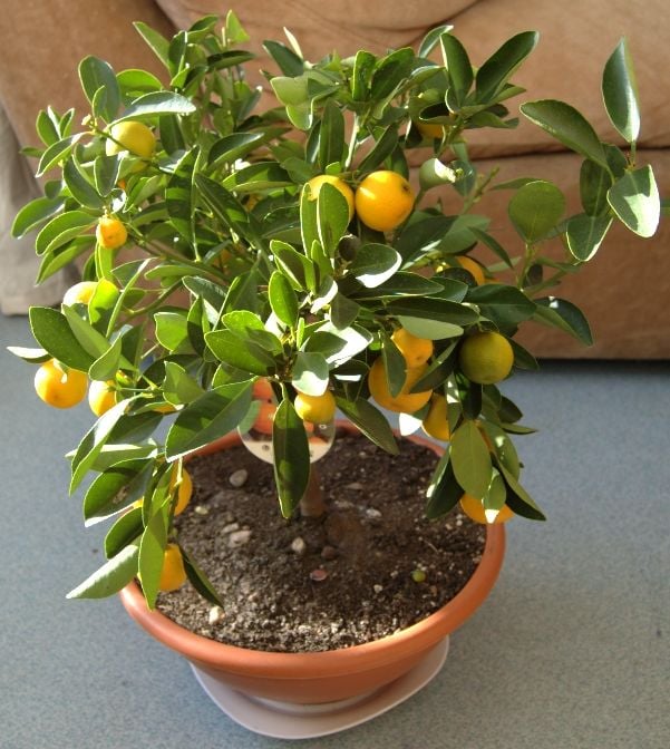 Fortunella sp. x   x