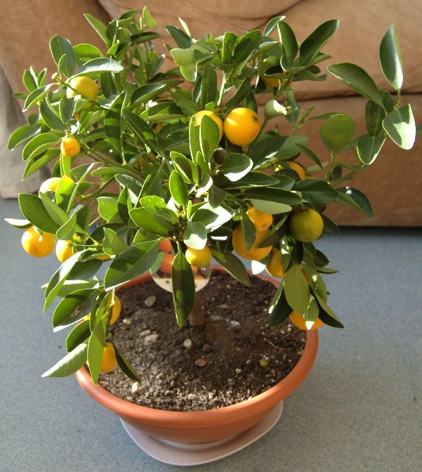 Fortunella sp. x