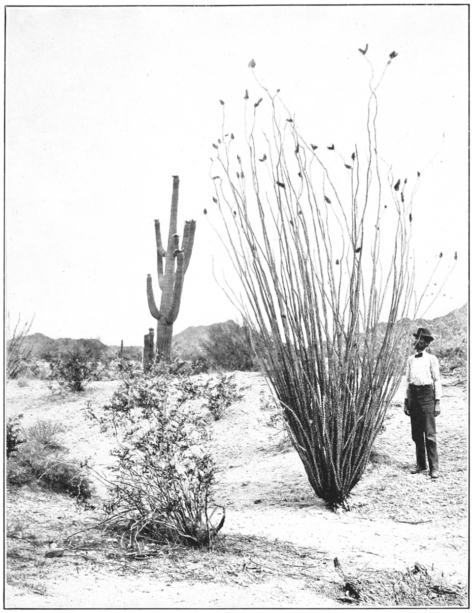 Fouquieriaceae