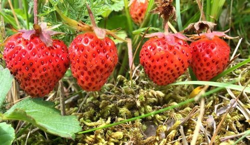 Fragaria chiloensis (Sand strawberry) — photo