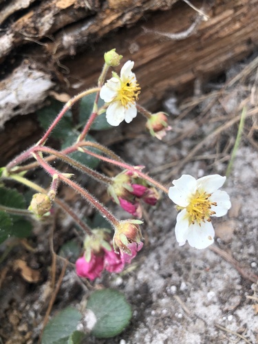 Fragaria chiloensis (Sand strawberry) — photo
