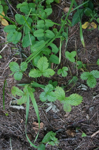 Fragaria corymbosa — photo