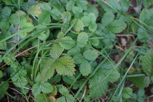 Fragaria corymbosa — photo