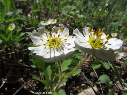 Fragaria corymbosa