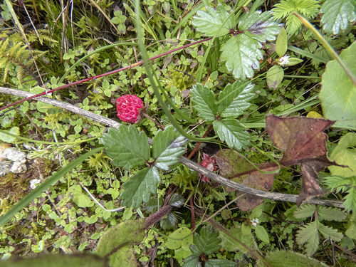 Fragaria daltoniana (Bhuin kaphal) — photo