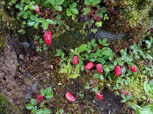 Fragaria daltoniana (Bhuin kaphal) — photo