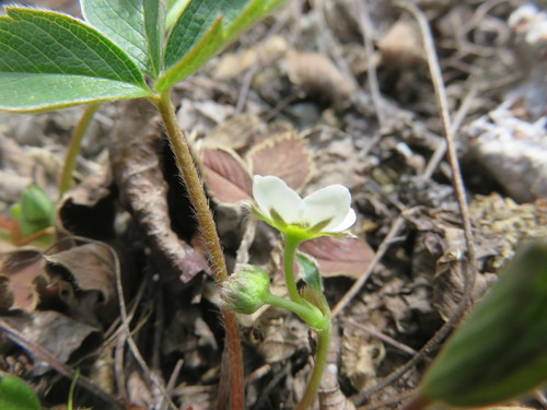 Fragaria glauca (Yukon strawberry) — photo