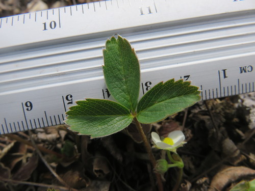 Fragaria glauca (Yukon strawberry) — photo