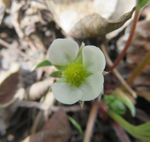 Fragaria glauca