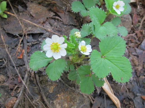 Fragaria iinumae — photo