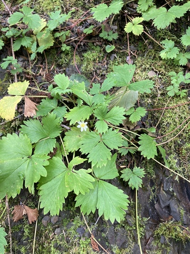 Fragaria iinumae — photo