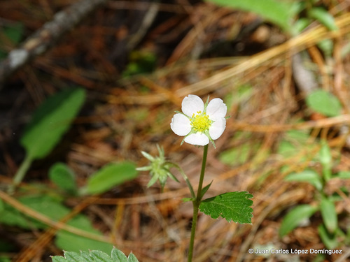 Fragaria mexicana — photo