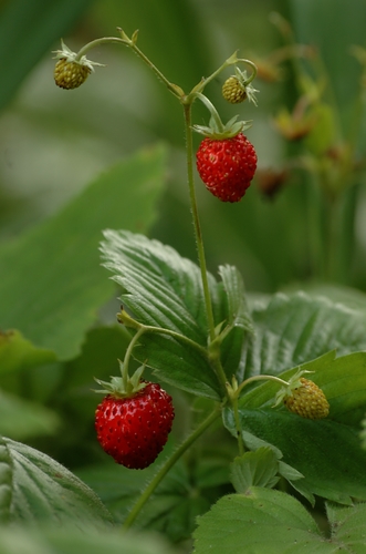 Fragaria mexicana — photo