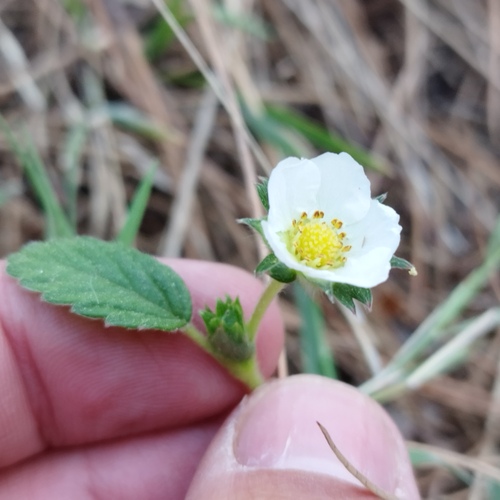 Fragaria mexicana