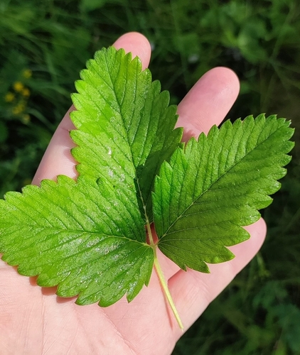 Fragaria moschata (Musk strawberry) — photo