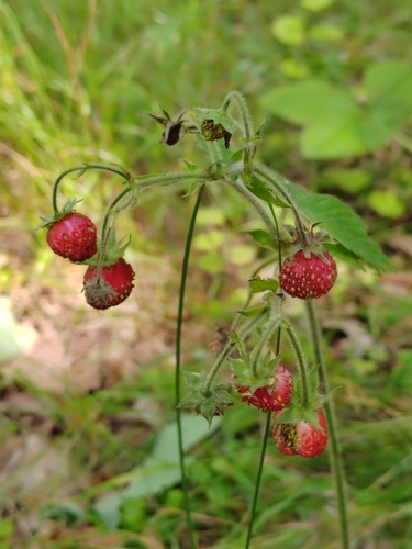 Fragaria moschata (Musk strawberry) — photo