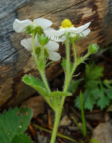 Fragaria moschata