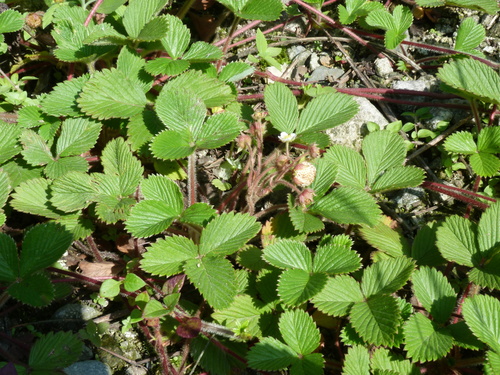 Fragaria nilgerrensis (Houtbois strawberry) — photo