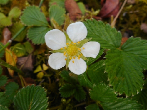 Fragaria nilgerrensis