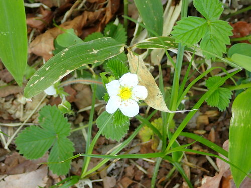 Fragaria nipponica — photo