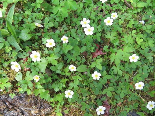 Fragaria nipponica