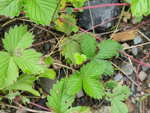Fragaria orientalis (Oriental strawberry) — photo