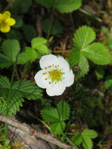 Fragaria orientalis