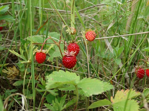 Fragaria vesca (Alpine strawberry) — photo
