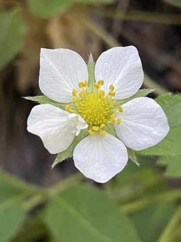 Fragaria vesca subsp. californica (Californian strawberry) — photo