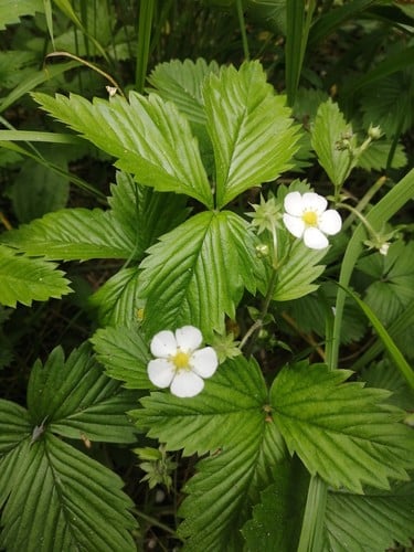 Fragaria vesca var. semperflora