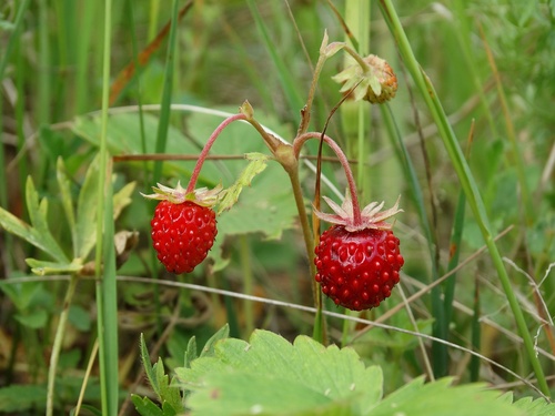 Fragaria vesca (Alpine strawberry) — photo