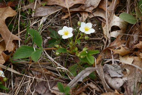 Fragaria virginiana (Scarlet strawberry) — photo