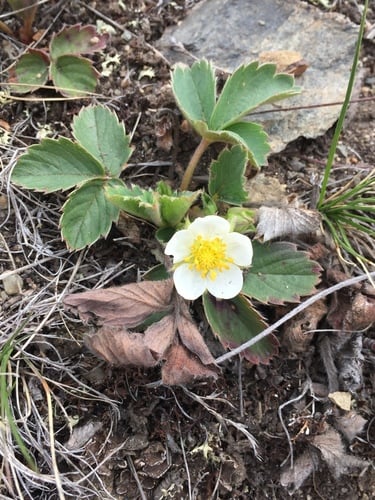 Fragaria virginiana subsp. platysepala