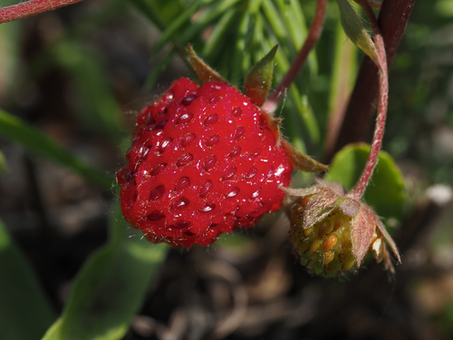 Fragaria virginiana subsp. platysepala — photo