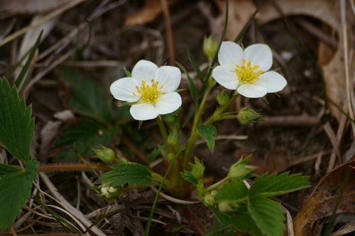 Fragaria virginiana
