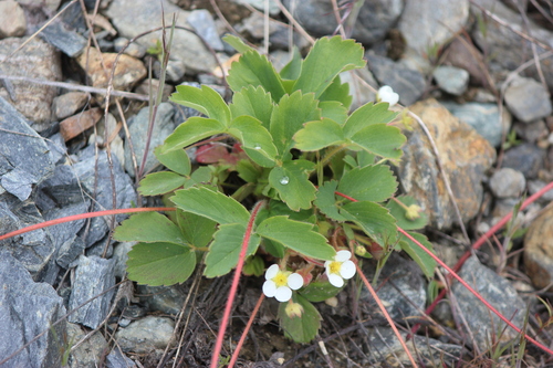 Fragaria virginiana (Scarlet strawberry) — photo