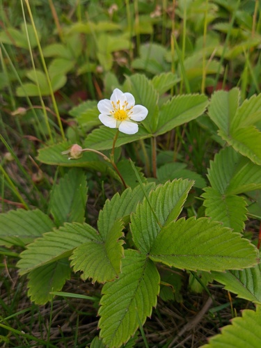 Fragaria viridis (Green strawberry) — photo
