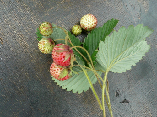 Fragaria viridis (Green strawberry) — photo