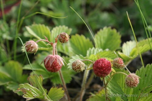 Fragaria viridis