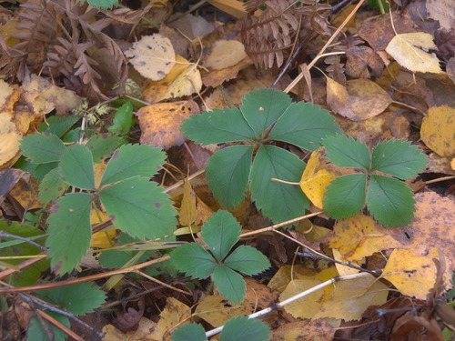 Fragaria x ananassa (Garden strawberry) — photo
