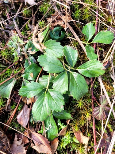 Fragaria x ananassa