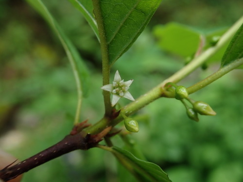 Frangula alnus (Alder buckthorn) — photo