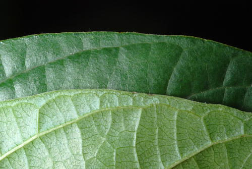 Frangula alnus (Alder buckthorn) — photo