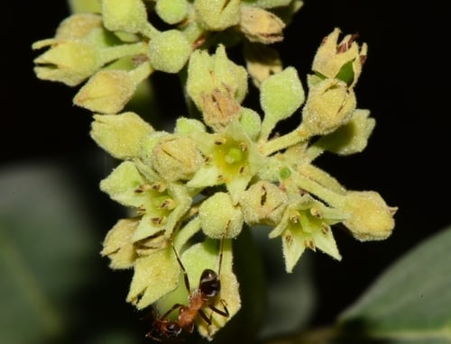Frangula californica (Coffee Berry) — photo