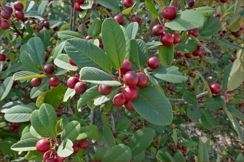 Frangula californica (Coffee Berry) — photo