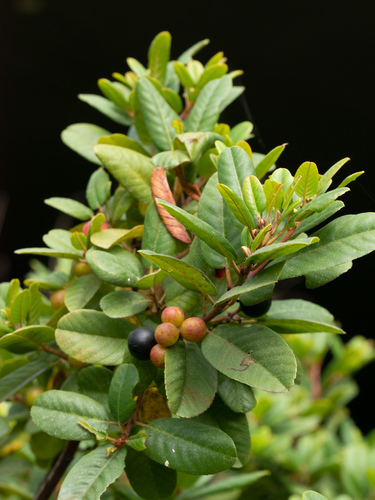 Frangula californica