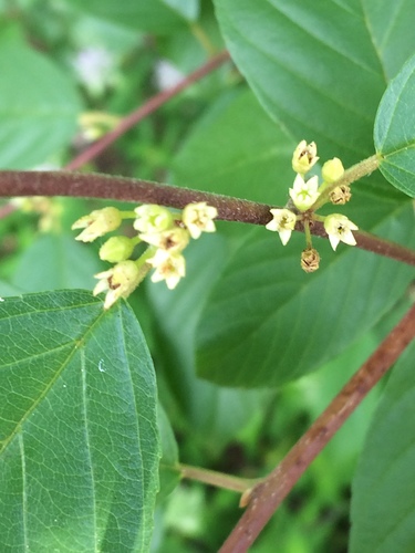 Frangula caroliniana (Indian cherry) — photo