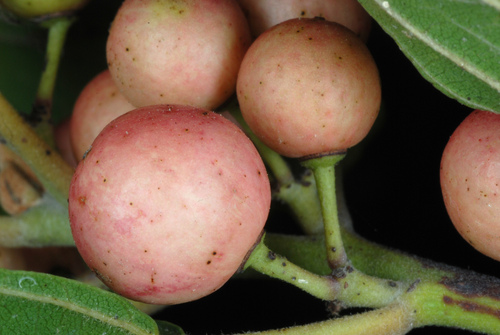 Frangula caroliniana (Indian cherry) — photo