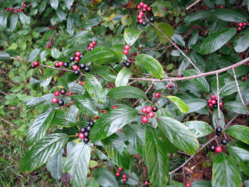Frangula caroliniana